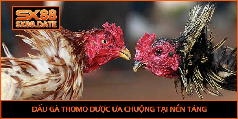Đá Gà SX88 - Trải Nghiệm Đấu Trường Siêu Đỉnh Cao 2025 Đấu kê Thomo được ưa chuộng tại nền tảng